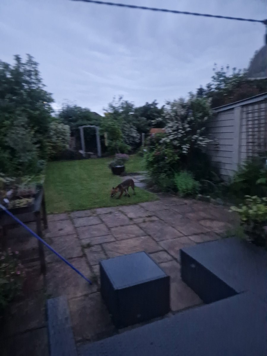 Forever_Chic__'s tweet photo. Everyone meet Trigger! 🦊 This fox is called Trigger because they Trigger the lights on our driveway 🤭

Trigger uses our garden as a cut through, but I fixed our back fence today and now I don't know how he gets out of our garden! Can foxes jump?? https://t.co/535WoiKrr1