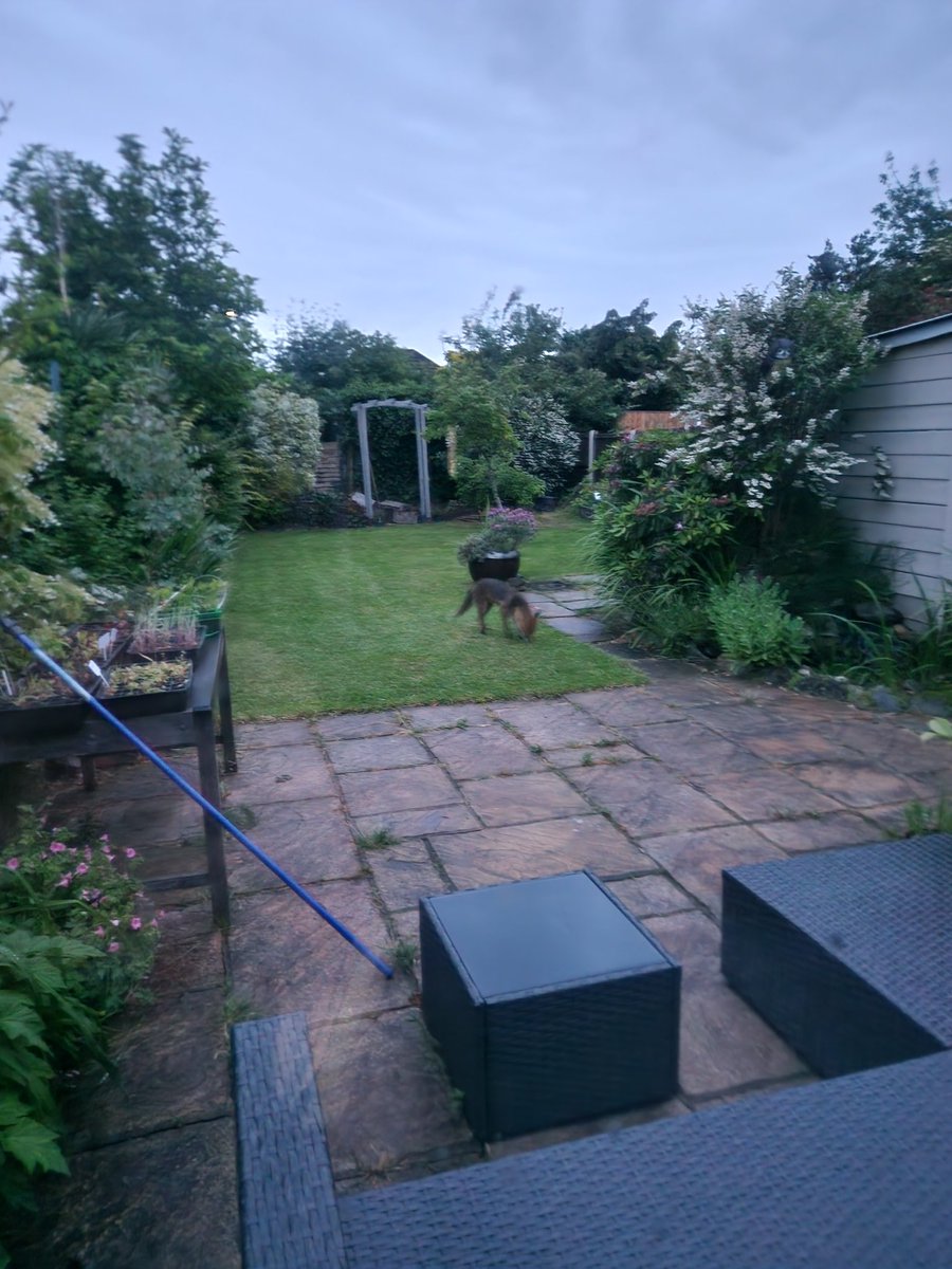 Forever_Chic__'s tweet photo. Everyone meet Trigger! 🦊 This fox is called Trigger because they Trigger the lights on our driveway 🤭

Trigger uses our garden as a cut through, but I fixed our back fence today and now I don't know how he gets out of our garden! Can foxes jump?? https://t.co/535WoiKrr1