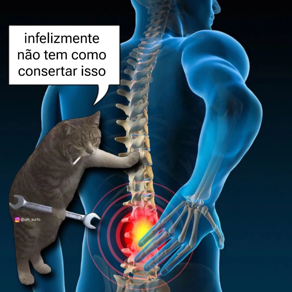 gatos fazendo gatices tweet media