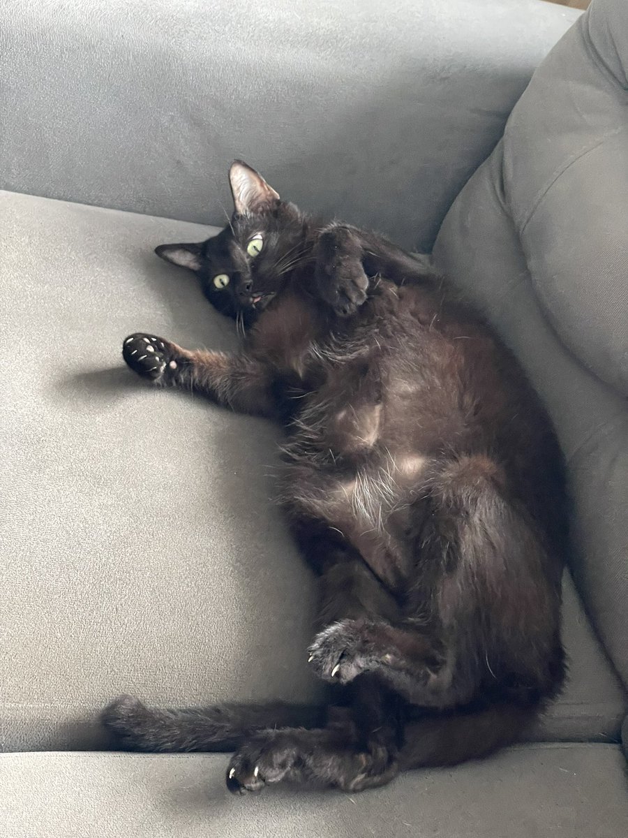 Natitath's tweet photo. Ojalá ser mi gato y no tener ninguna preocupación, puro ser gordo y panzón https://t.co/WqY9ozfj69