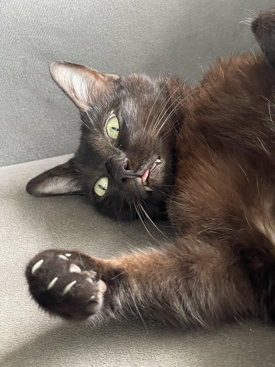 Natitath's tweet photo. Ojalá ser mi gato y no tener ninguna preocupación, puro ser gordo y panzón https://t.co/WqY9ozfj69