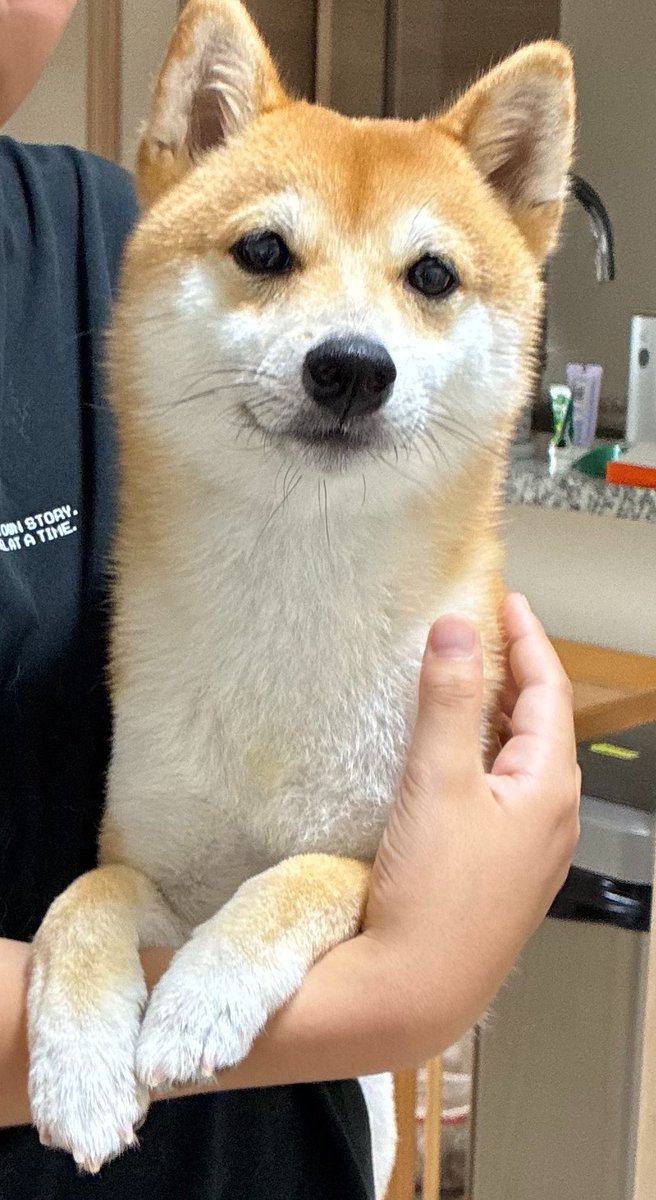 mamemamechiku's tweet photo. 抱っこされるとなぜかおすまし顔になっちゃう柴犬 https://t.co/l0JbVwCz7V