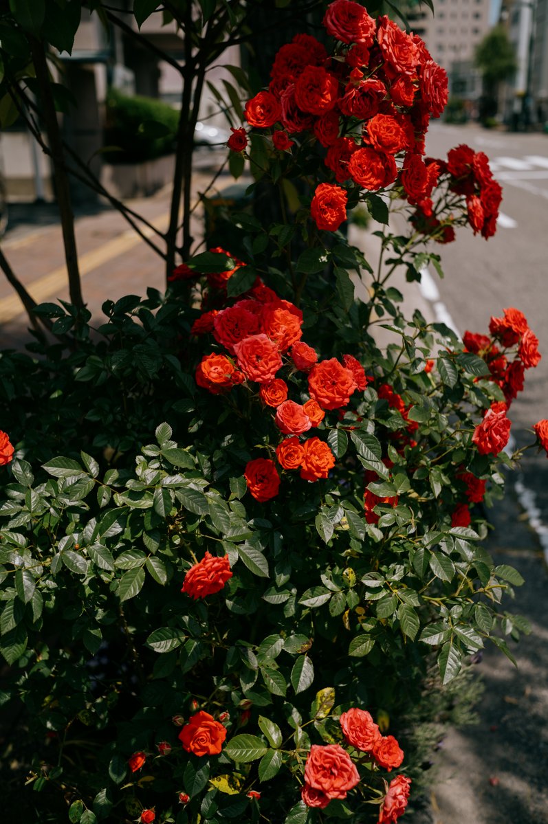 hirokiPhoto1's tweet photo. 時間の合ってない時計と赤い薔薇 https://t.co/2m3LlEboan