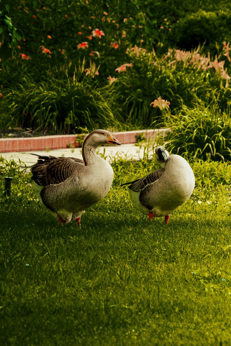 Ehbit_'s tweet photo. Walk in the park https://t.co/6idfJiasIX