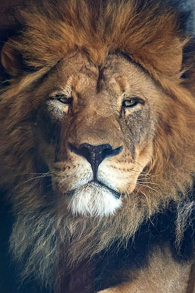 UncleBeasty's tweet photo. @Kusogaki_Eggu I guess.  She mostly made the point that lions look like the Bogdanoff Twins https://t.co/ByisBQtdbq