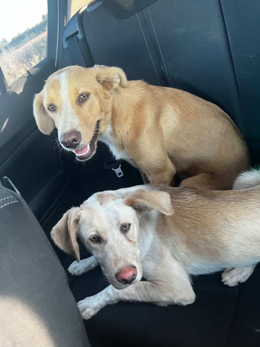 paulaascc's tweet photo. Encontrados estos cachorros en una carretera. Adopción urgente en Lleida o alrededores, también los podrían acercar a Zaragoza, si no mañana tienen que llevarlos a la protectora.
Si estáis interesados al número 658083101, Silvia (SOLO POR WHATSAPP) https://t.co/LNBlW6xZx5