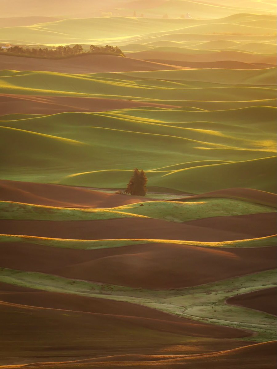 etheravibe's tweet photo. Springtime greenery in the Palouse, Washington https://t.co/IETfmUNtyH