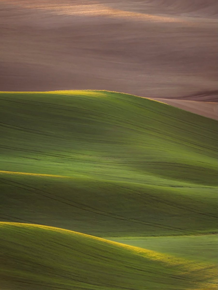 etheravibe's tweet photo. Springtime greenery in the Palouse, Washington https://t.co/IETfmUNtyH