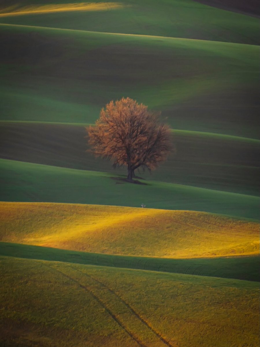 etheravibe's tweet photo. Springtime greenery in the Palouse, Washington https://t.co/IETfmUNtyH