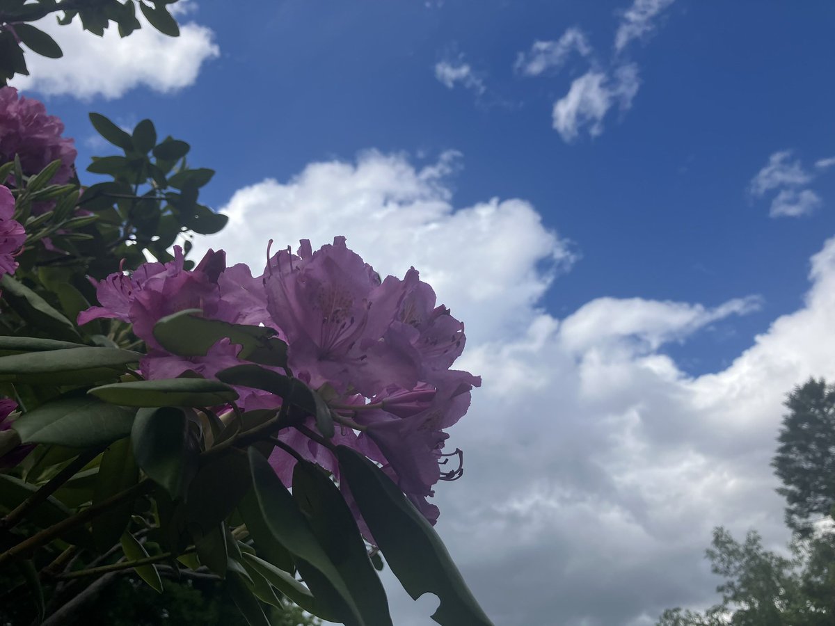 AurisLuxio's tweet photo. おはようございます

札幌市にある公園の一つ、
豊平公園でシャクナゲの花が咲き、
撮影した場所で届く
夏の季節の手紙が届きました

青空の下で見るシャクナゲ、
心地よい夏の風景を
楽しめるかもしれません

良い月曜日をお過ごし出来ますように

#写真好きな人と繋がりたい
#シャクナゲ https://t.co/msdrEcqsIo