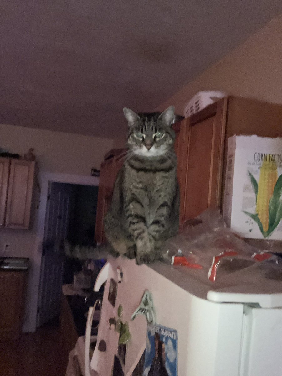 leno_connor's tweet photo. Saying goodbye to the apartment as she goes to another home with my roomate might be the most unique pain
Surely I will see at their house cuz I’ll be by all the time but I’ll definitely miss her waking me up 
She taught me so much about having a cat it’ll be a bummer https://t.co/R0it9mRUTn