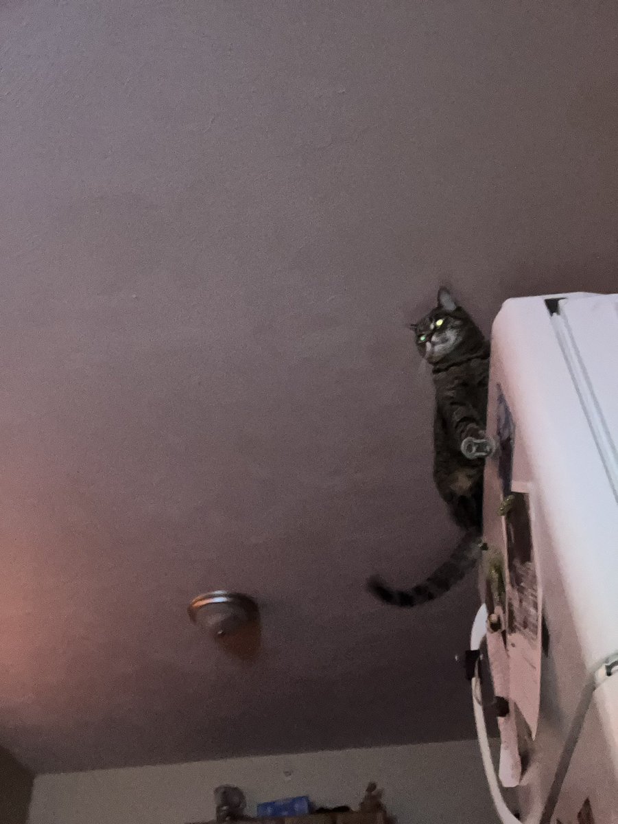 leno_connor's tweet photo. Saying goodbye to the apartment as she goes to another home with my roomate might be the most unique pain
Surely I will see at their house cuz I’ll be by all the time but I’ll definitely miss her waking me up 
She taught me so much about having a cat it’ll be a bummer https://t.co/R0it9mRUTn