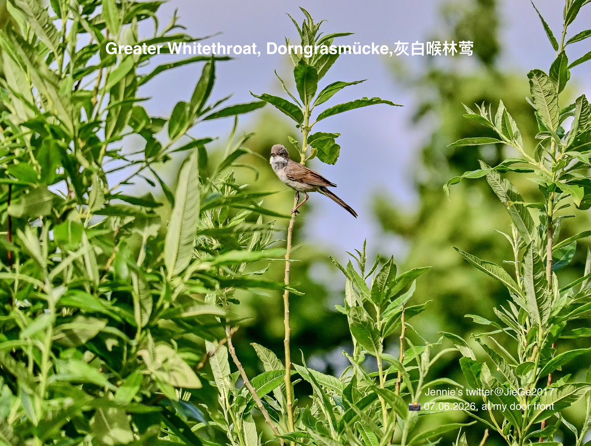 JieGe2017's tweet photo. Wildlife Photography at my door front: Greater #Whitethroat (#Dorngrasmücke, #灰白喉林莺), 📸 07.06.2026 evening https://t.co/Ki46bK8wiu