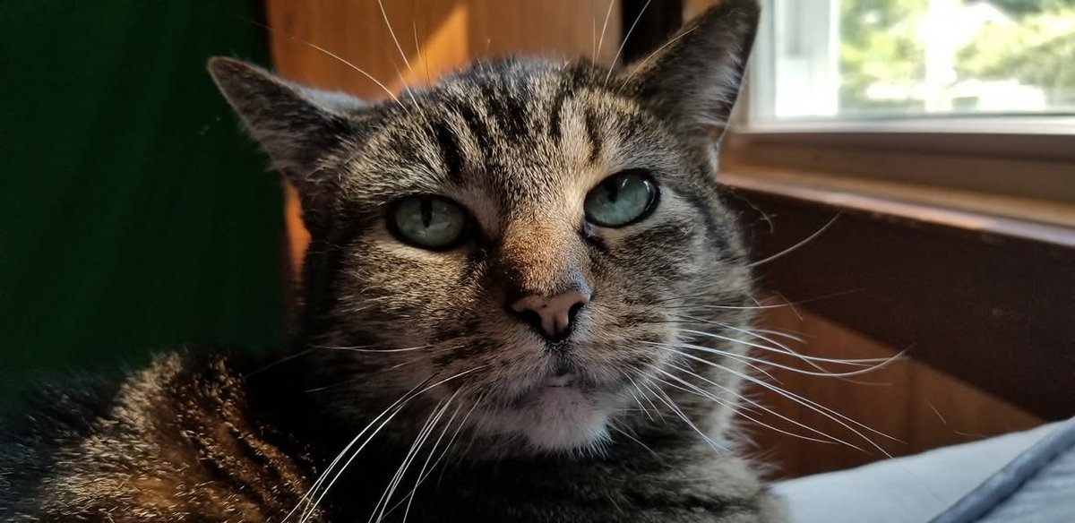 MultiDarkZen's tweet photo. Alot of my cats have passed away from various reasons she died of cancer that developed out of nowhere my cow cat had a stroke and became brain damaged and my black cat simply died of old age  they were all incredible creatures that were very attached to me https://t.co/X3atcBXUng