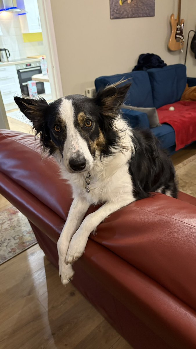 Kesthecollie's tweet photo. If you’re ever in the vicinity of the red sofa I’ll be available for cuddles https://t.co/QIaF4F4aZR