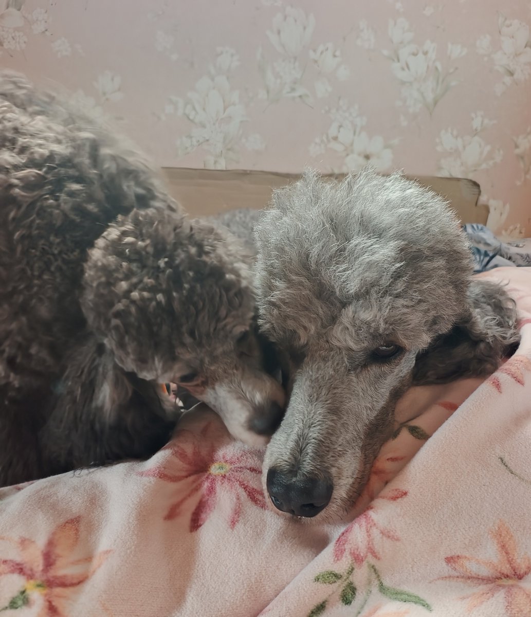 chosancoast's tweet photo. おはプードル🐶🐾6/8(月)27℃/17℃
おはよーペコちゃん早起きね♪チョイチョイはお腹空いた？チッチ？w
ほたるも起きたかな？アンジーは？まだ寝ぼけてる？笑〜起きたと思ったらマミヤをペロペロし始めてマミヤさん迷惑そうww
月曜日☆今週もよろしくお願いします✨ https://t.co/brNP0D7Svp