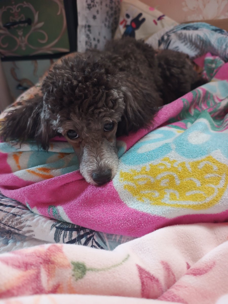 chosancoast's tweet photo. おはプードル🐶🐾6/8(月)27℃/17℃
おはよーペコちゃん早起きね♪チョイチョイはお腹空いた？チッチ？w
ほたるも起きたかな？アンジーは？まだ寝ぼけてる？笑〜起きたと思ったらマミヤをペロペロし始めてマミヤさん迷惑そうww
月曜日☆今週もよろしくお願いします✨ https://t.co/brNP0D7Svp