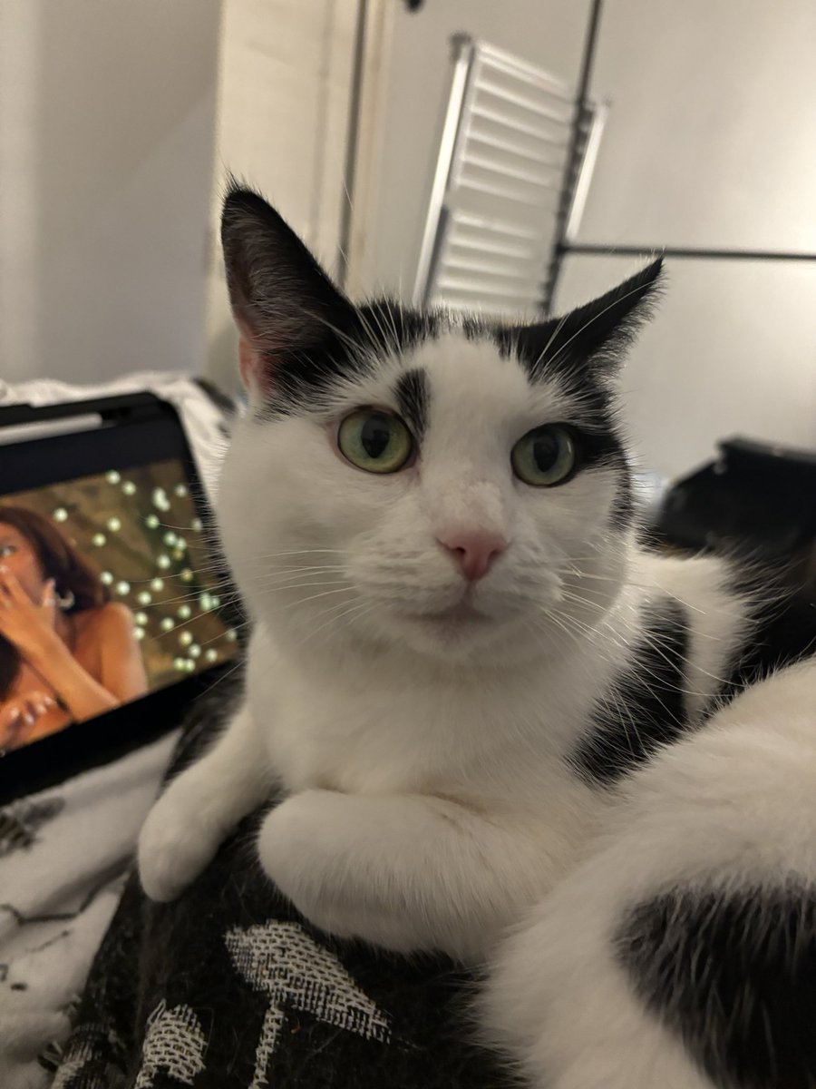 mapolandfriends's tweet photo. lucy !!! on mums lap !!! for the first time !!! omg !!! https://t.co/c3B2LXdA28