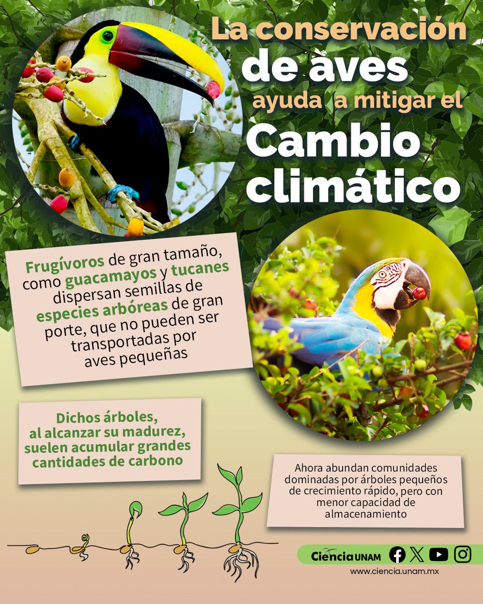 UNAM_MX's tweet photo. Frugívoros de gran tamaño, como tucanes y guacamayas 🦜, dispersan semillas de especies arbóreas de gran porte 🌳 que contribuyen al almacenamiento de carbono.
Infografía de @Ciencia_UNAM 👇. https://t.co/sQxQZYExq6