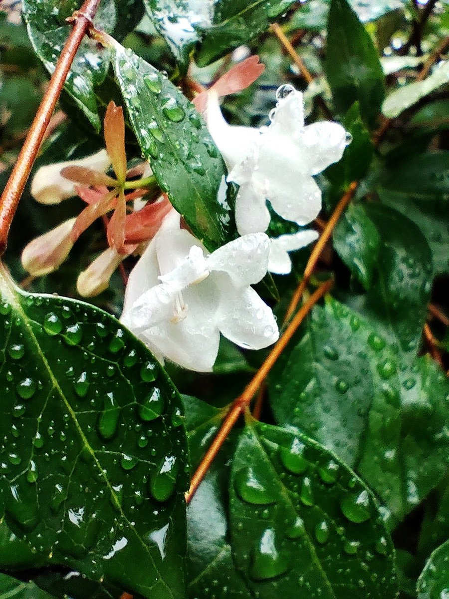 rainbow_kmk's tweet photo. 雨の季節

とうとう関東も
梅雨入りしましたね
こうなると暑くても
スッキリ晴れた青空
が恋しくなります
雨の季節が過ぎれば
太陽の季節

今年も暑くなりそうですな🏖️
#写真好きな人と繋がりたい
#スマホ越しの私の世界
#スマホで写真を撮る人
#雨の朝
#雨雫
#水玉
#梅雨
#アベリア
#白い花
#葉っぱ https://t.co/KJCin5nU1C