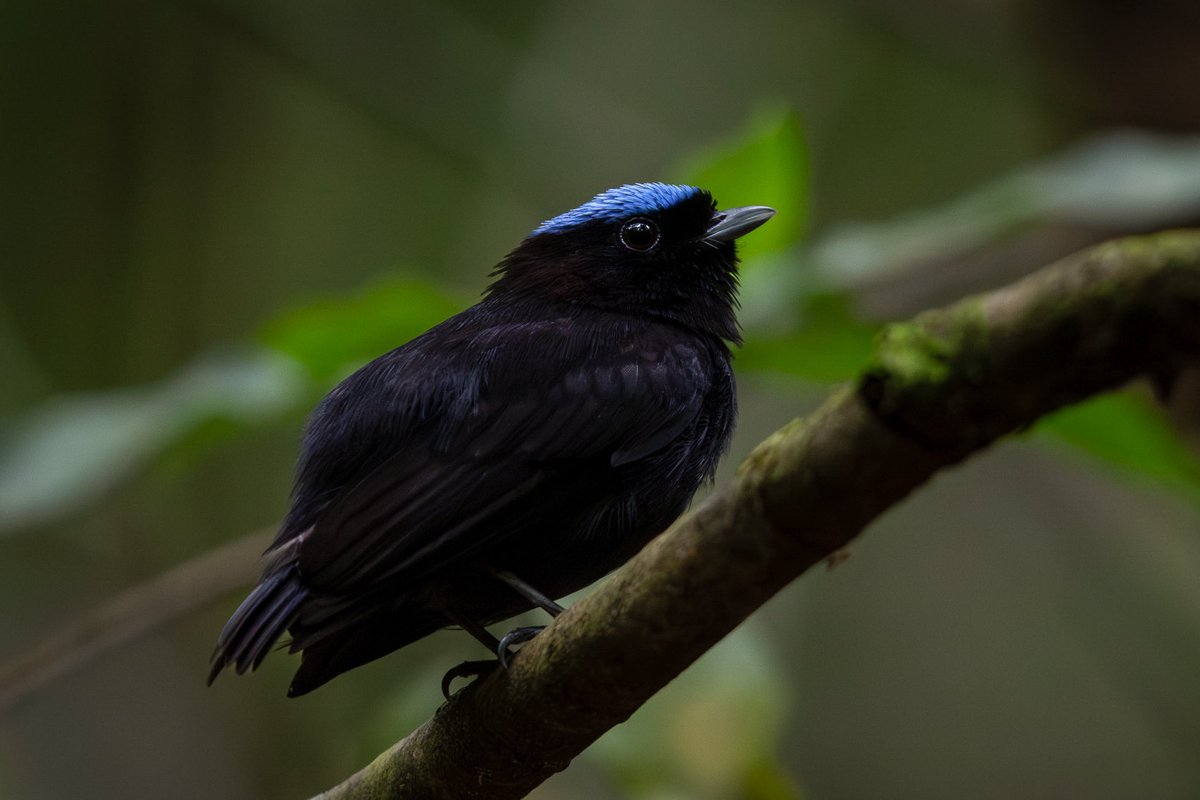 edularotta's tweet photo. En la ribera del río La Miel el saltarín aterciopelado. Lepidothrix velutina. Colombia país diverso e incluyente. https://t.co/DSUJG4k6w8