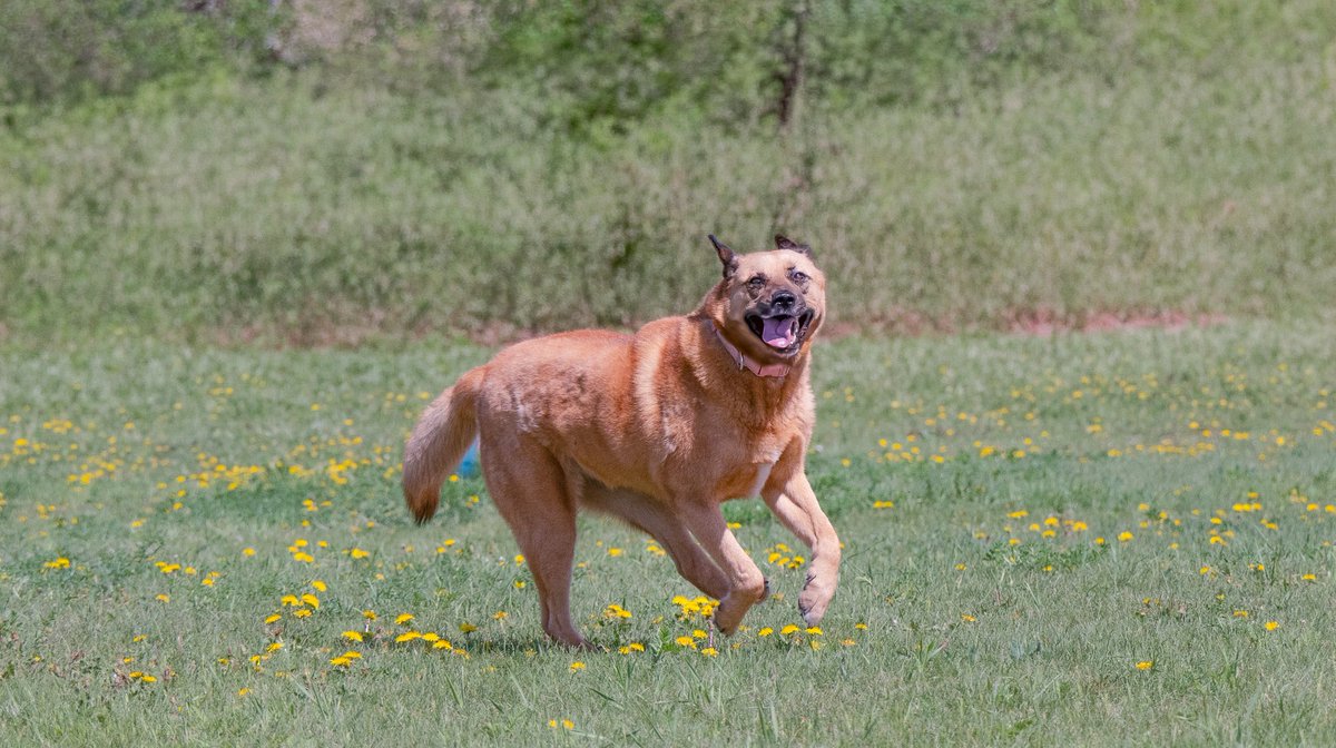 SCARS_Alberta's tweet photo. This dog has had their adoption fee sponsored. Someone loved this dog so much that they want you to use this money to set your new dog up for success!

Adoptable Millie (previously named Sheena)
She is a 5 year old Shepard mix. She is a well-mannered girl with a very sweet very personality. She can be nervous about change and hesitant with new people, but once she’s warmed up to you, she loves cuddling up at your side. She is very smart and can climb fences and escape most leashes, so she will need to be carefully supervised while she is outside.

She loves looking out the window for car rides and learning new things. She’s not super food motivated, but she loves stuffed toys and affection.

She is dog selective and has a high prey drive so she’d do best in a home without a cat.

She is fully vetted & ready for her next adventure.
Her adoption fee is completely sponsored.
Apply online at https://t.co/6LEM3aPAnL