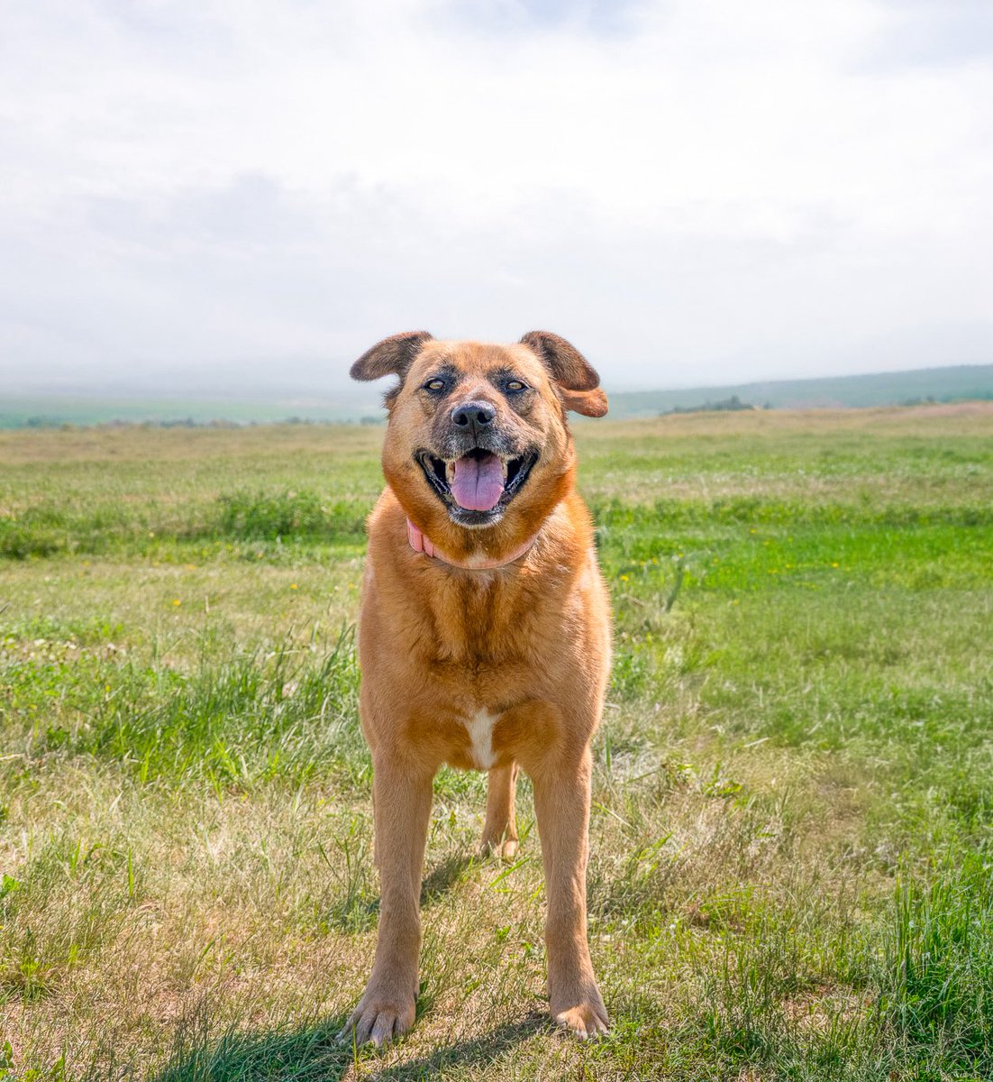 SCARS_Alberta's tweet photo. This dog has had their adoption fee sponsored. Someone loved this dog so much that they want you to use this money to set your new dog up for success!

Adoptable Millie (previously named Sheena)
She is a 5 year old Shepard mix. She is a well-mannered girl with a very sweet very personality. She can be nervous about change and hesitant with new people, but once she’s warmed up to you, she loves cuddling up at your side. She is very smart and can climb fences and escape most leashes, so she will need to be carefully supervised while she is outside.

She loves looking out the window for car rides and learning new things. She’s not super food motivated, but she loves stuffed toys and affection.

She is dog selective and has a high prey drive so she’d do best in a home without a cat.

She is fully vetted & ready for her next adventure.
Her adoption fee is completely sponsored.
Apply online at https://t.co/6LEM3aPAnL