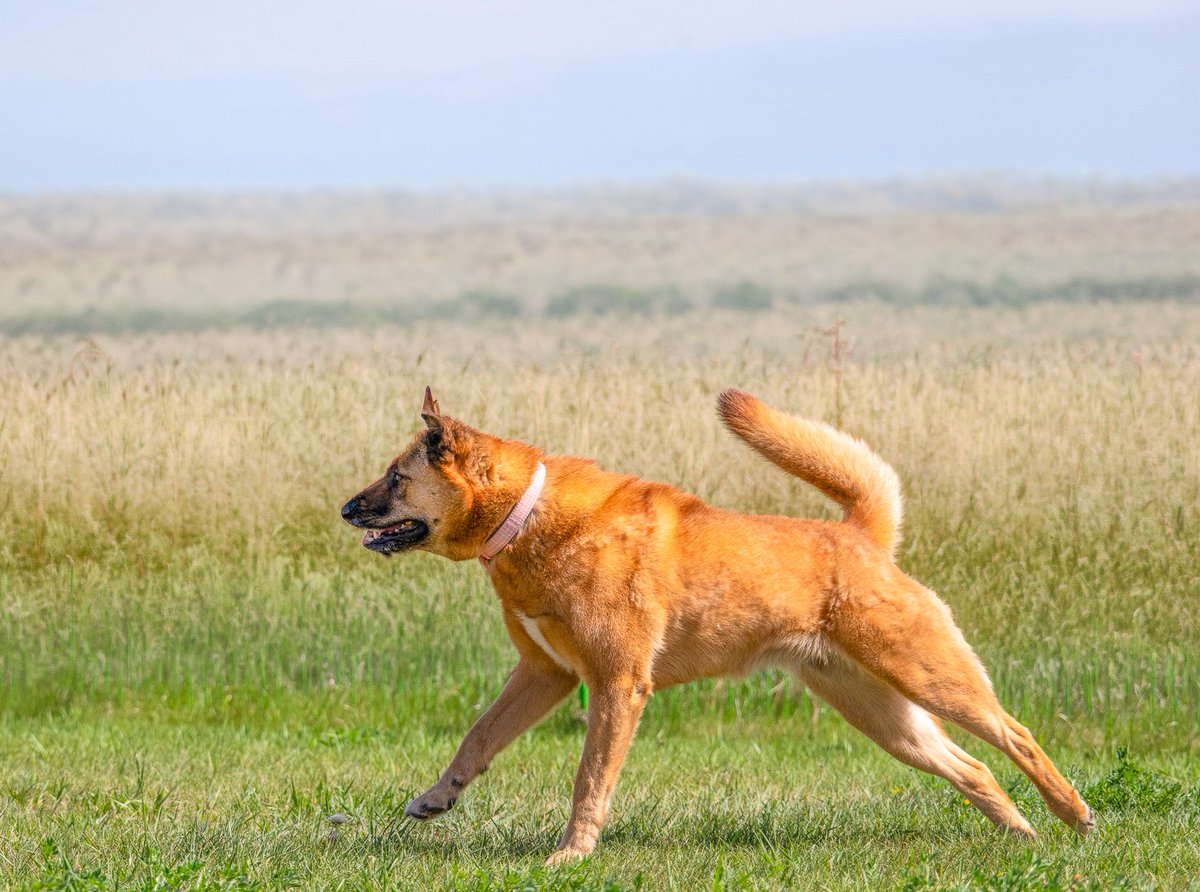SCARS_Alberta's tweet photo. This dog has had their adoption fee sponsored. Someone loved this dog so much that they want you to use this money to set your new dog up for success!

Adoptable Millie (previously named Sheena)
She is a 5 year old Shepard mix. She is a well-mannered girl with a very sweet very personality. She can be nervous about change and hesitant with new people, but once she’s warmed up to you, she loves cuddling up at your side. She is very smart and can climb fences and escape most leashes, so she will need to be carefully supervised while she is outside.

She loves looking out the window for car rides and learning new things. She’s not super food motivated, but she loves stuffed toys and affection.

She is dog selective and has a high prey drive so she’d do best in a home without a cat.

She is fully vetted & ready for her next adventure.
Her adoption fee is completely sponsored.
Apply online at https://t.co/6LEM3aPAnL
