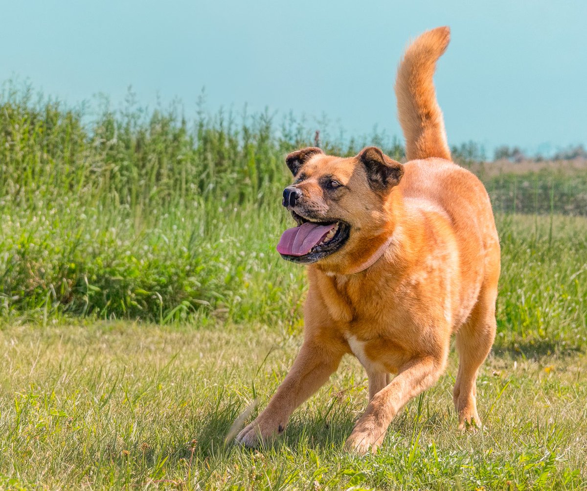 SCARS_Alberta's tweet photo. This dog has had their adoption fee sponsored. Someone loved this dog so much that they want you to use this money to set your new dog up for success!

Adoptable Millie (previously named Sheena)
She is a 5 year old Shepard mix. She is a well-mannered girl with a very sweet very personality. She can be nervous about change and hesitant with new people, but once she’s warmed up to you, she loves cuddling up at your side. She is very smart and can climb fences and escape most leashes, so she will need to be carefully supervised while she is outside.

She loves looking out the window for car rides and learning new things. She’s not super food motivated, but she loves stuffed toys and affection.

She is dog selective and has a high prey drive so she’d do best in a home without a cat.

She is fully vetted & ready for her next adventure.
Her adoption fee is completely sponsored.
Apply online at https://t.co/6LEM3aPAnL