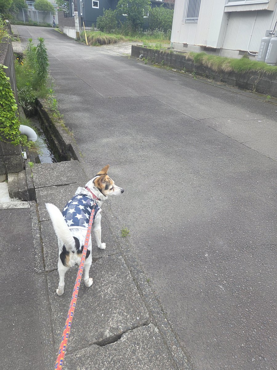 sfl201073's tweet photo. おはようございます🐶 https://t.co/lqbjEPnWuO