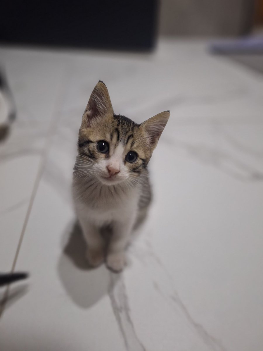 bendogurdum's tweet photo. Dünya o kadar küçük ki Antalya Kemer’de bir petrolde BU kardeşlerden birisiyle karşılaştım yuvasına gidiyormuş🥹❤️
Sıra bu iki kardeşte bir tanesi maalesef kör kardeşi ile ayrılmayacağı bir yuva bulsak harika olmaz mı? Bu bir işaret o çocuk boşuna çıkmadı karşıma bu ilan bu çocukların yuvasını bulacak!🫶🏻