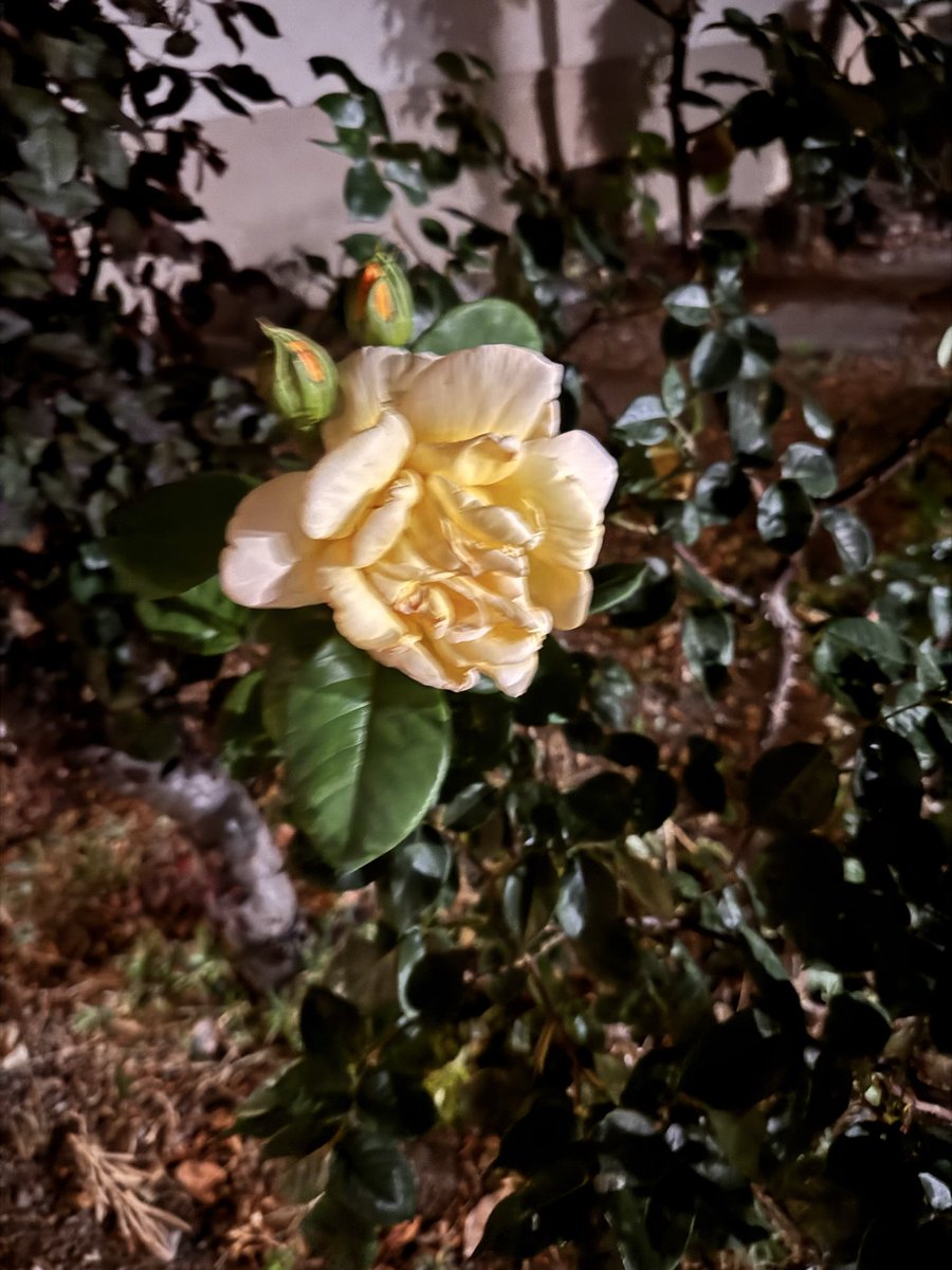 Berjin___'s tweet photo. @Dijwarek_82 Bu da senin için taze yeni çektim dalında koparmadım😀🤪🌸 https://t.co/E7gnBW5ehH