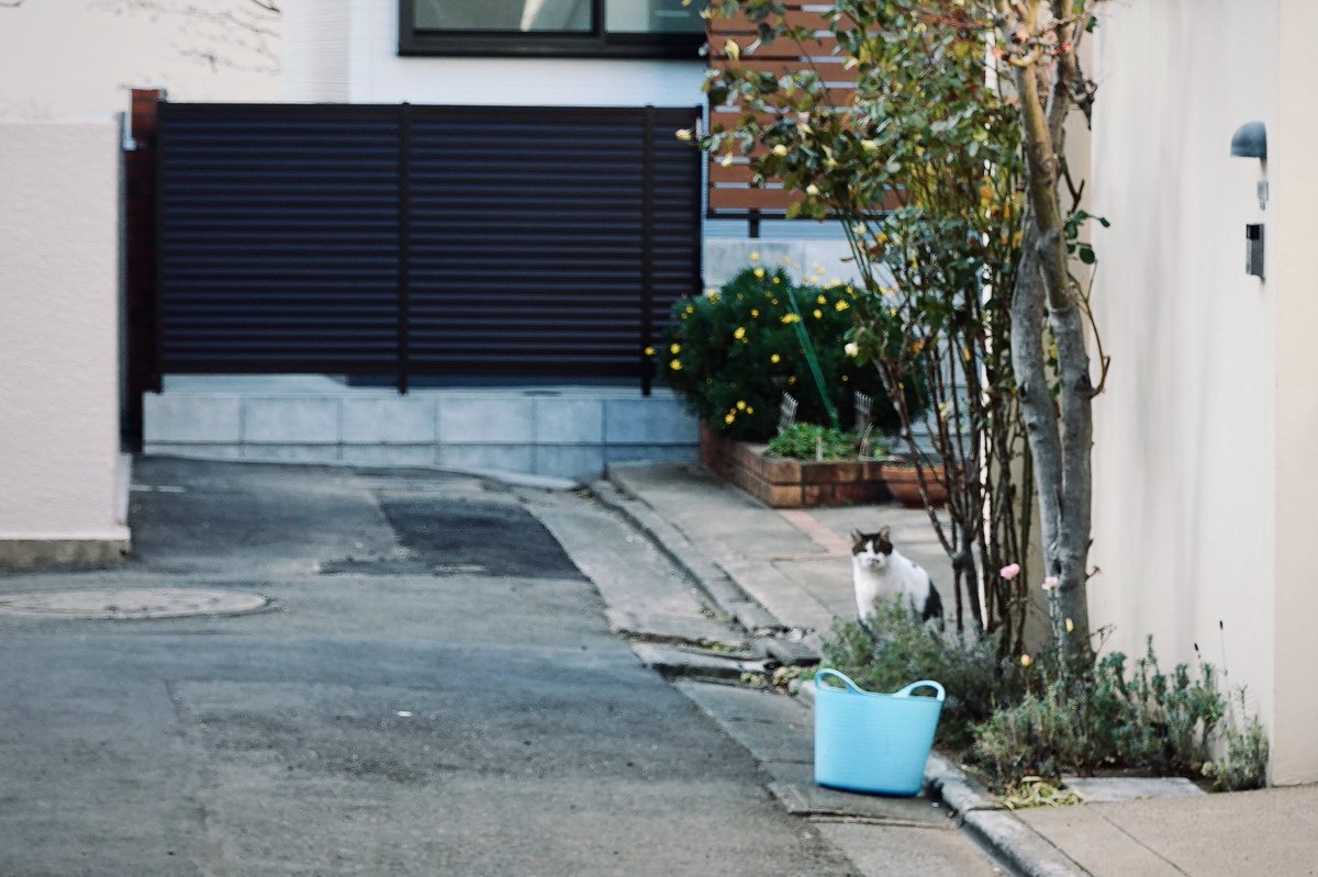 rep1ay's tweet photo. 遠くで見てる　の、ねこ。

#遠くで見てる #ねこ #ネコ #cat #cats https://t.co/0v0elO1a3r