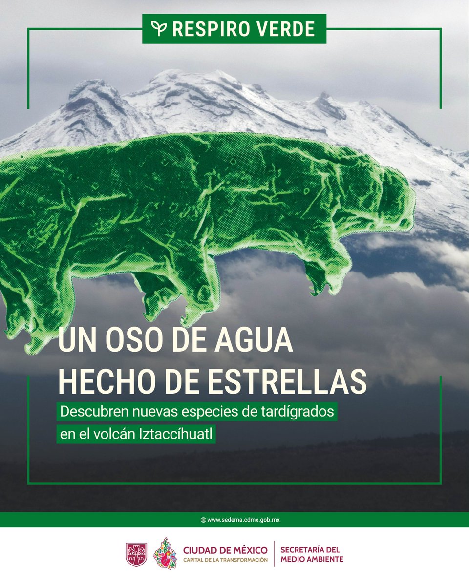 SEDEMA_CDMX's tweet photo. El hallazgo de nuevas especies de tardígrados en el volcán Iztaccíhuatl amplía el conocimiento sobre la vida que habita en los ecosistemas de alta montaña y demuestra la extraordinaria biodiversidad que resguardan estos espacios naturales. 

Conoce más sobre este descubrimiento en nuestro Respiro Verde.

1/6🧵