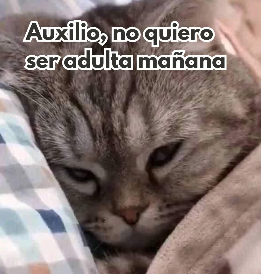 angelo_uf's tweet photo. https://t.co/6KtTQY9CK5