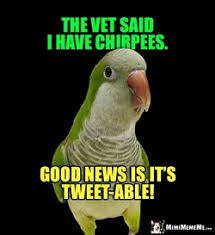 JM_Northup's tweet photo. #FridayFunny Jokes - #Bird #humor - https://t.co/G4ZWOku5ON https://t.co/BI4kybuOza