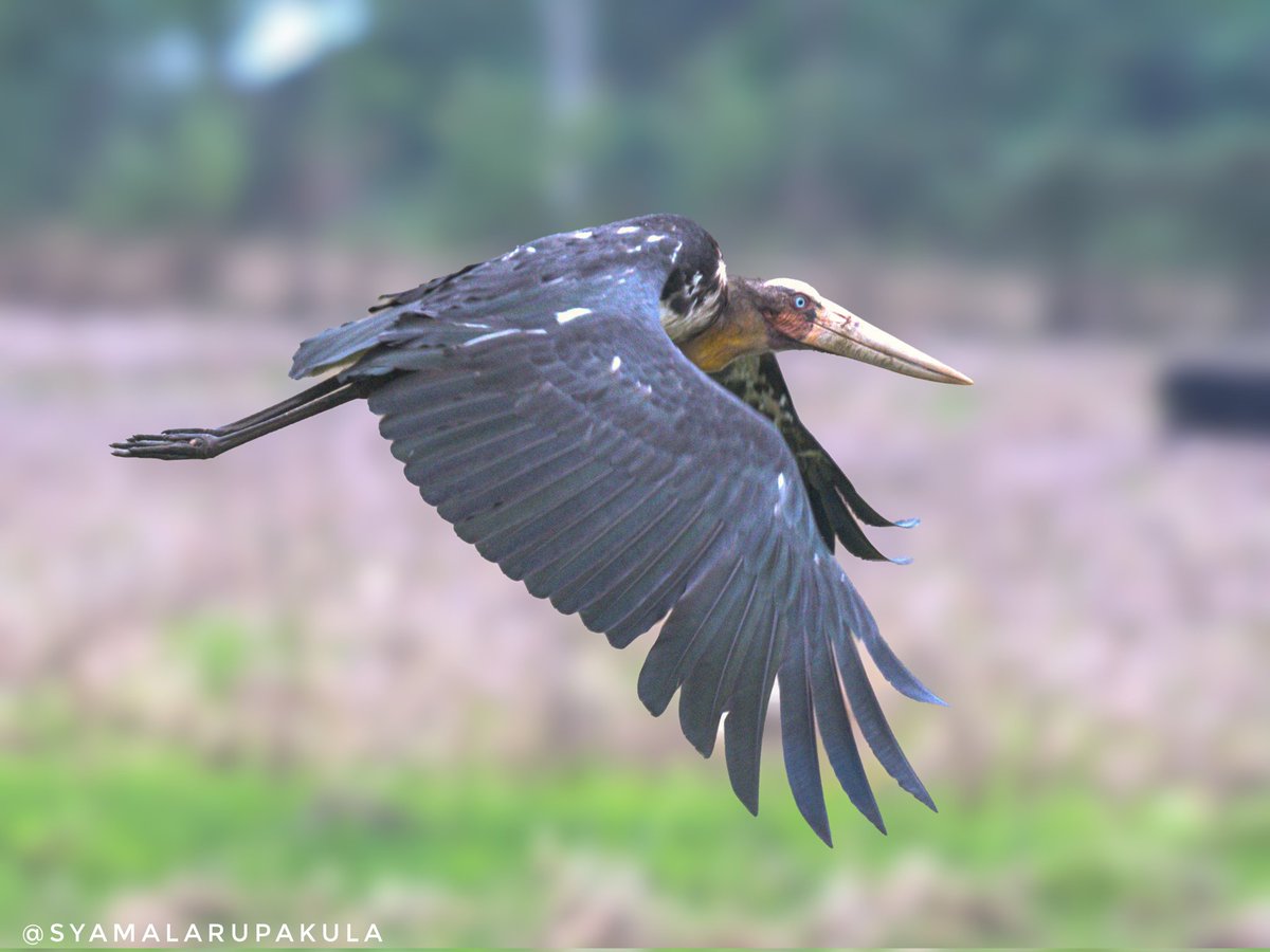 tenhyd's tweet photo. #indiaves #ThePhotoHour #BirdsOfTwitter #TwitterNatureCommunity #wildplanet #wildlife #BBCWildlifePOTD  #BirdsSeenIn2026 #NatureIn_Focus #birdtwitter #birds #natgeoindia Lesser Adjutant Stork https://t.co/3qdKwniKhE