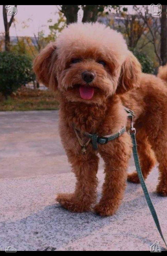 ChipFain's tweet photo. Buying Fruits The kiwi is ripe🚈The positive vitality of puppies lights up trivial gloomy days. Their always optimistic state dispels low mood and negative emotions. https://t.co/YlD3mG1Aav