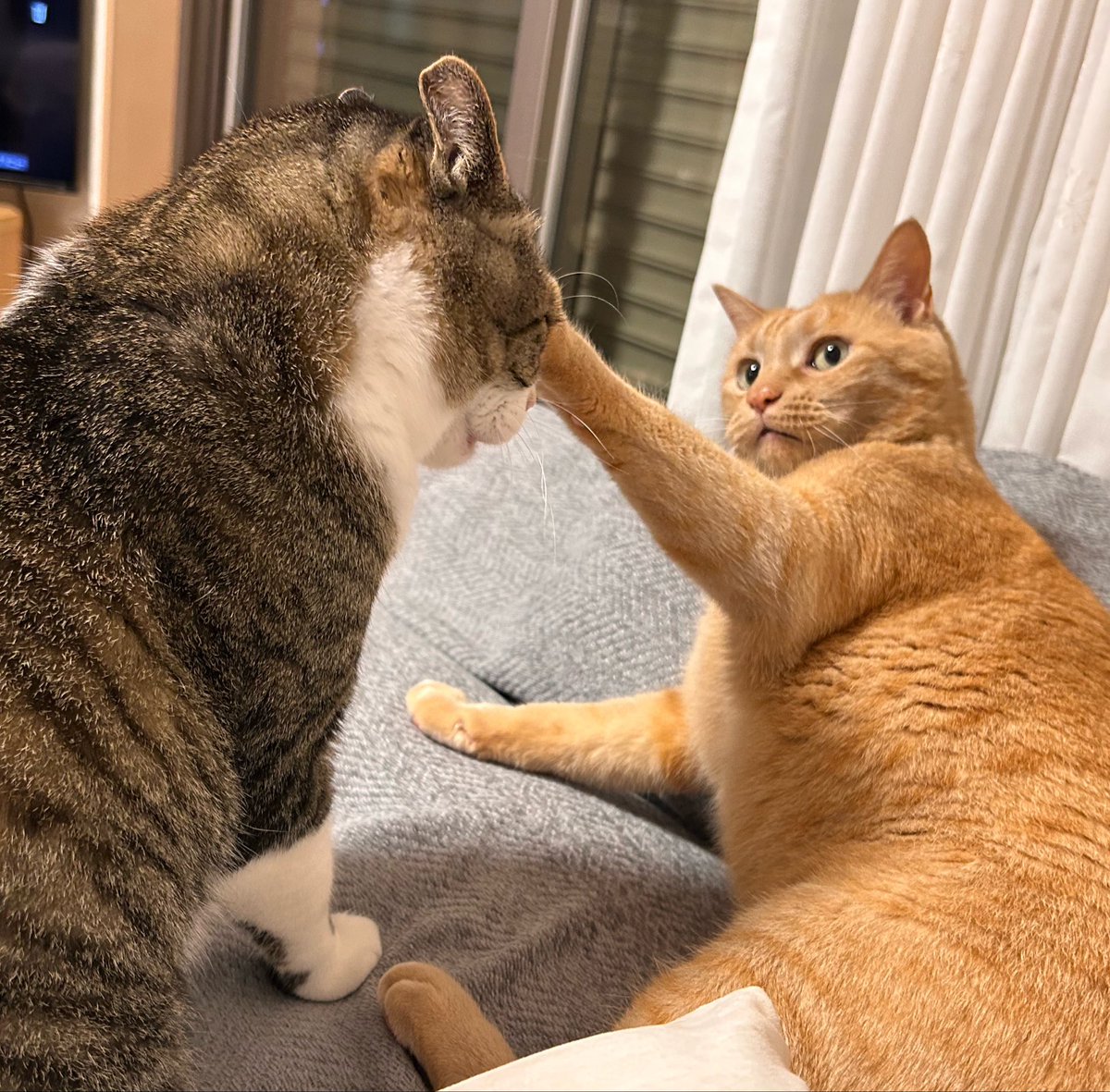 awpgmdj's tweet photo. 🐱ฅ( •ω• ฅ)ｶﾞｵ-♡

😾おだまり!!(。 ｰ`ωｰ´)／ﾊﾞｼｯ

#猫のいる暮らし𓏲𓎨 
#ガオー曜日 
#梅雨入りしたね https://t.co/scoa6I3NYg