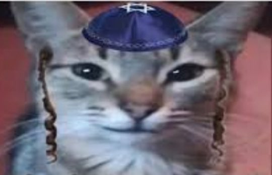 yesveryguell's tweet photo. cuando gane abelardo y llegue un niño israelí a robarme los gatos porque le fueron prometidos hace 3000 años https://t.co/XU8fgikzg6