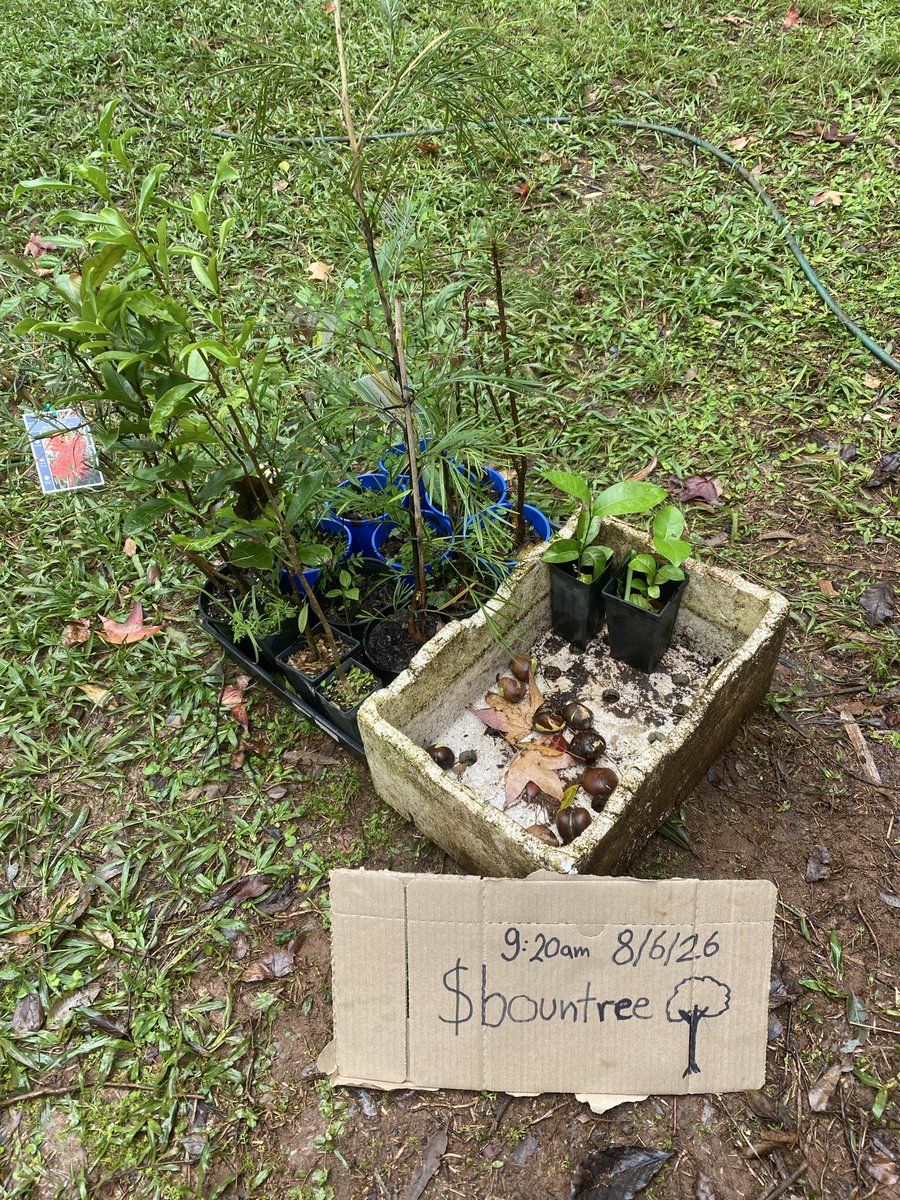 MarkySharky2410's tweet photo. $bountree work that matters! 

No better feeling than getting supported for supporting our planet

Over 20 native seedlings and seeds planted in 2 separate locations

Thank you @BountreeCoin for the challenge and the initiative 

#bountree the real $bountywork https://t.co/oOusc5wwGS