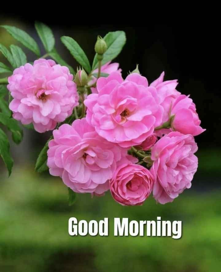sursmi's tweet photo. @cleviic @shubhshaurya1 @suchitra99 @kauserseema @vidya7281 @geetv79 @MehekF @Aneela_7 @IncSapphire 
Good Morning. https://t.co/edgapKIfsE