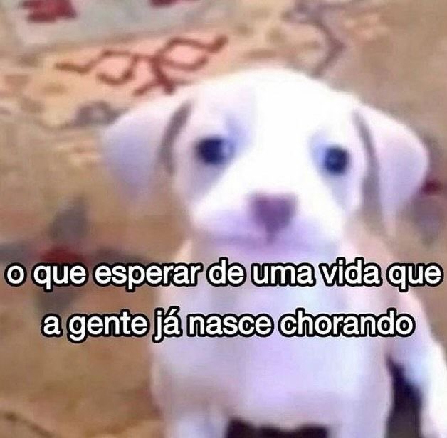 shitpostverdade's tweet photo. https://t.co/9kPXAePlxz