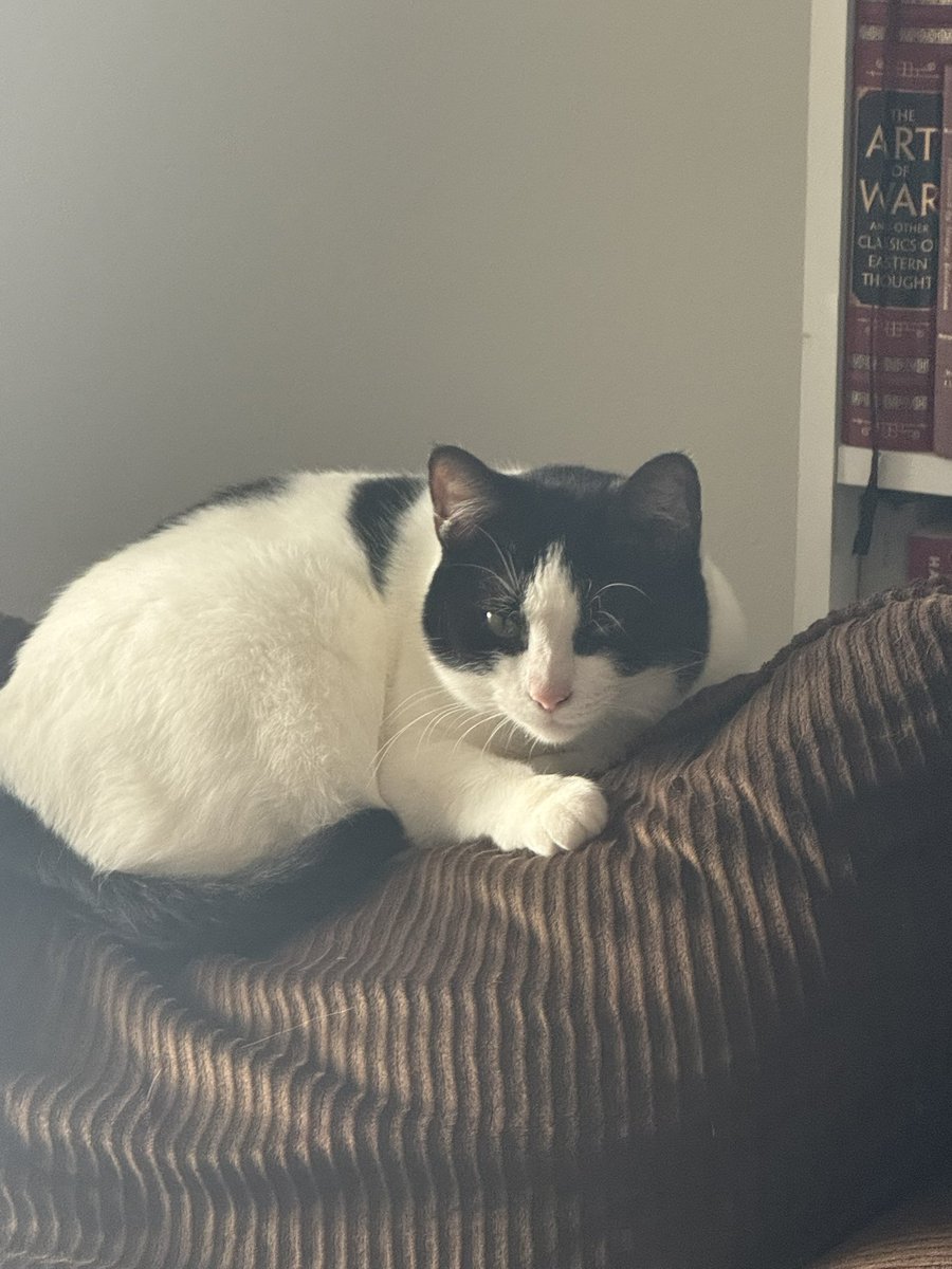 vortidel's tweet photo. Side effect of having a cat is that it increases your camera roll’s capacity by 2000% https://t.co/d3cu7GrTMR