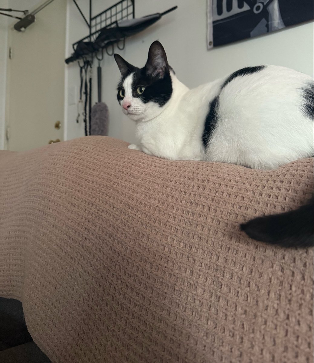 vortidel's tweet photo. Side effect of having a cat is that it increases your camera roll’s capacity by 2000% https://t.co/d3cu7GrTMR