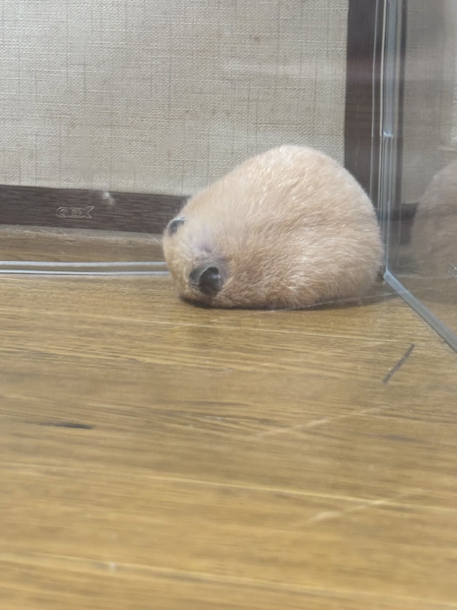 ちいさなけものたち tweet media