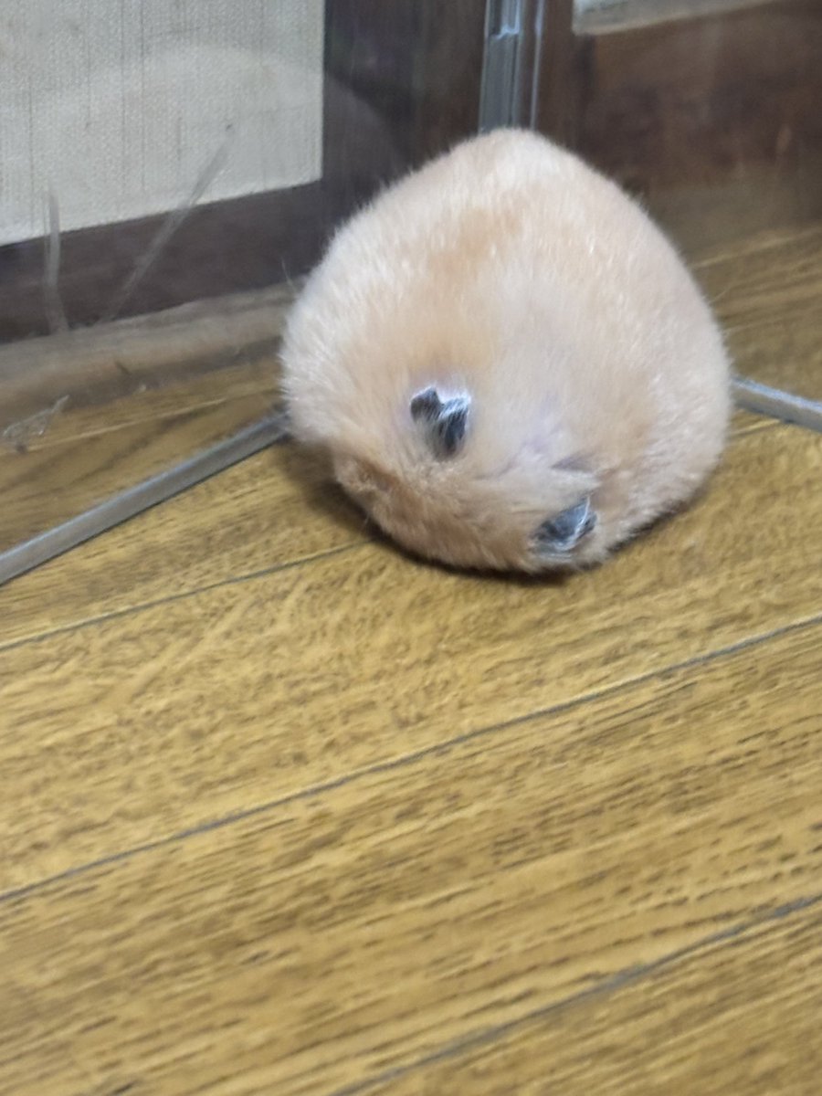 ちいさなけものたち tweet media