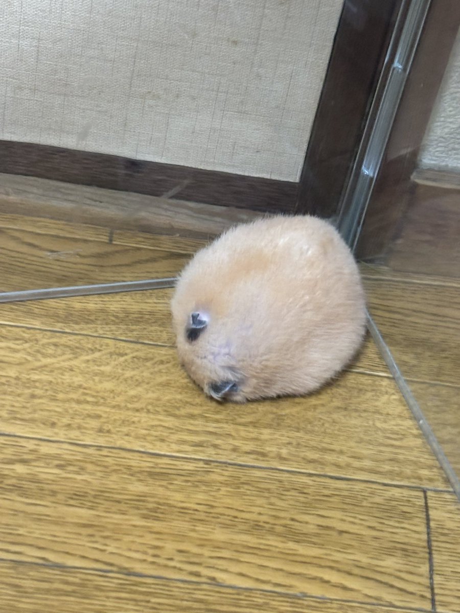 ちいさなけものたち tweet media