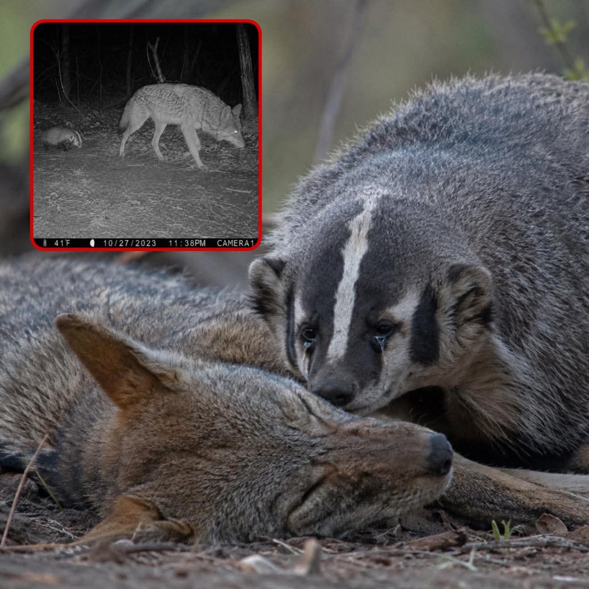 Mr_Husky1's tweet photo. Honey badger cries over friend’s dead body.

A wildlife photographer was home for the weekend when he went into the woods he grew up around, hoping to catch a few shots before dark. That’s when he saw what looked like a honey badger standing over a dead coyote. At first, he thought it was feeding, but when he zoomed in, he realized the honey badger was just sitting there beside the body, frozen, like it didn’t understand why its friend wouldn’t get back up.

When he ran home and told his family, they said trail cameras had been catching that same coyote for months, walking through the woods with a baby honey badger right beside it. He searched through the footage and found the video, then placed it next to the final photo. That image later won saddest photo of the year, but what broke people most wasn’t the award. It was the thought that maybe animals don’t just survive together. Maybe sometimes, they grieve together too.