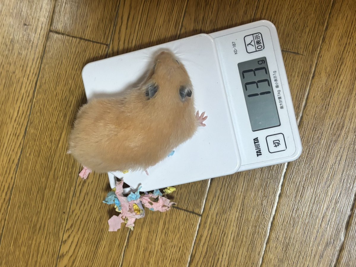ちいさなけものたち tweet media